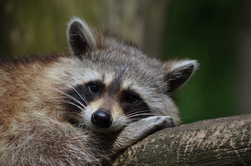 Close-up of a raccoon resting on a tree in natural habitat.