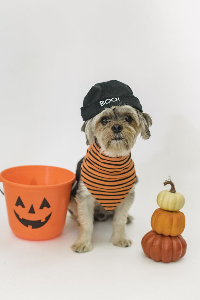 Little purebred dog sitting near bucket and pumpkins on white background and wearing hat and bandana while looking at camera