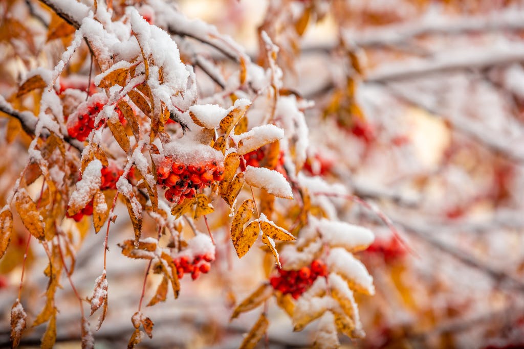 Snow Covered Leaves on the Tree